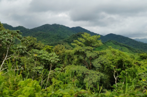 View of the forest and mountains while traveling to Puerto Escondido